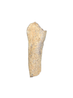 Partial Dinosaur Limb Bone