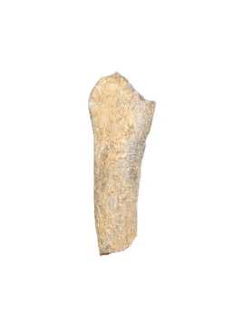Partial Dinosaur Limb Bone