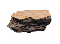 Tyrannosaurus Rex Bone Section