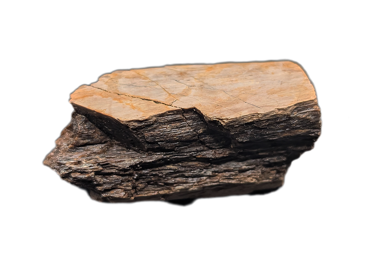 Tyrannosaurus Rex Bone Section| The Daily Rex
