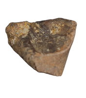 Ouranosaurus Tooth