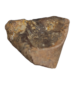 Ouranosaurus Tooth