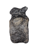 Stegosaurus Caudal Vertebra
