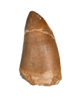 Large Thalassotitan Tooth, Morroco (Mosasaur)