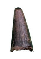 Deinosuchus (Crocodile) Tooth from Texas