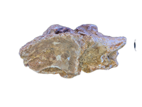Spinosaurus Cervical (Neck) Vertebrae