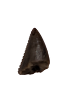 Saurornitholestes (Raptor) Tooth, Judith River Formation