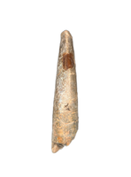 Large Eococharia Tooth, Elrhaz Formation