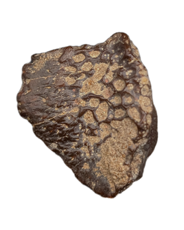 Crocodile Armor Scute, Bissekty Formation, Uzbekistan.