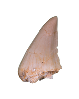 Halisaurus (Mosasaur) Tooth