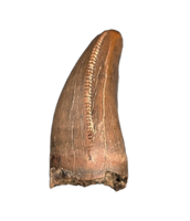 Tyrannosaurus Rex Tooth