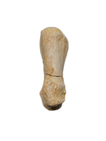Spinosaurus Toe