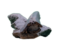 Raptor (Dromaeosaur) Limb Bone, Two Medicine Formation