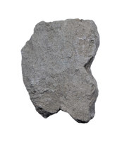 Theropod Tooth,  Morrison Formation