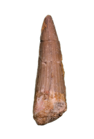 Spinosaurus Tooth