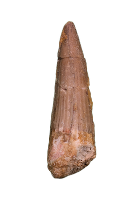 Spinosaurus Tooth