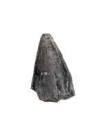 Allosaurus Tooth,  Morrison Formation