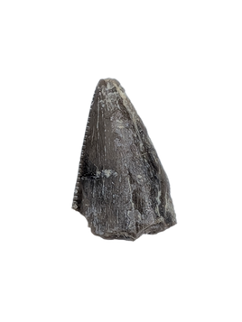 Allosaurus Tooth,  Morrison Formation