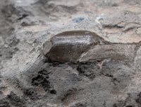 Partial Allosaurus Tooth,  Morrison Formation