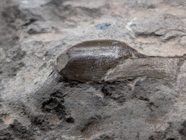 Partial Allosaurus Tooth,  Morrison Formation