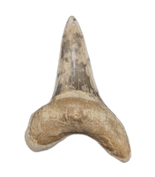 Cretoxyrhina Tooth, From the Kansas Chalk