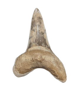 Cretoxyrhina Tooth, From the Kansas Chalk