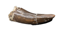Ceratosaur Anterior Tooth, El Mers Formation