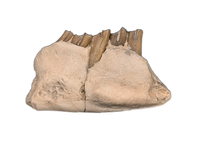 Palaeolagus (Rabbit) Jaw Section, White River Fauna