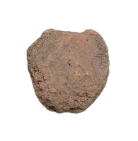 Dinosaur Vertebra, Cloverly Formation