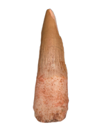 Spinosaurus Tooth