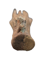 Large Ornithomimid Caudal (tail) Vertebrae