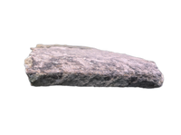 Sauropod Rib Section, Morrison Formation