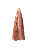 Triassic Dinosaur (Gojirasaurus?) Tooth