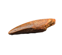 Unknown Rooted Theropod Tooth, Kem Kem, Morocco