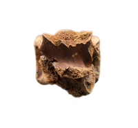 Pachycephalosaurus Vertebrae
