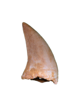 Pluridens Tooth, Morocco (Mosasaur)