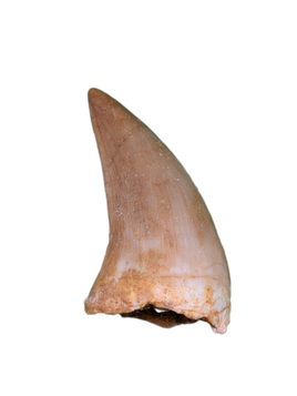 Pluridens Tooth, Morocco (Mosasaur)