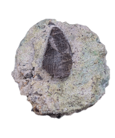 Allosaurus Tooth,  Morrison Formation