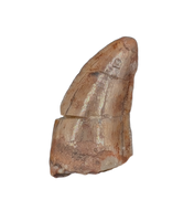 Dinosaur? Tooth, Chinle Formation