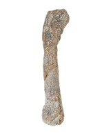 Sauropod Fibula, El Mers III Formation