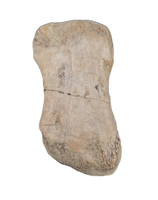 Large Spicomellus (Ankylosaur) Metacarpal?, El Mers Formation