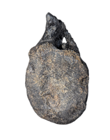 Stegosaurus Caudal Vertebra