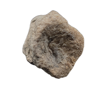 Theropod Vertebra, Cloverly Formation