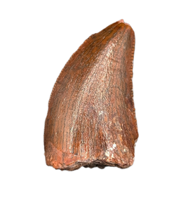 Carcharodontosaurus Tooth