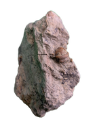 Adratiklit/Thyreosaurus (Stegosaur) Tooth, El Mers Formation