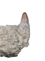 Rooted Crocodile Tooth, El Mers Formation