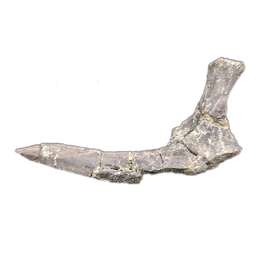 Phytosaur Rib