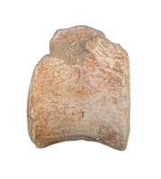 Plesiosaur Vertebrae, Morocco