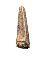 Theropod Tooth from the Mid Jurassic, Madagascar