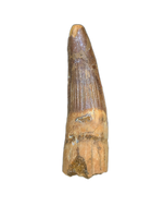 Spinosaurus Tooth